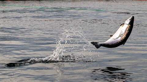 Illustrasjonsfoto: Vegard Oen Hatten / Fiskeridirektoratet