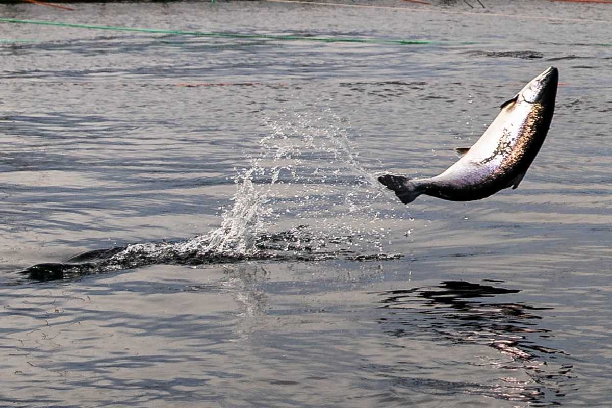 Illustrasjonsfoto: Vegard Oen Hatten / Fiskeridirektoratet