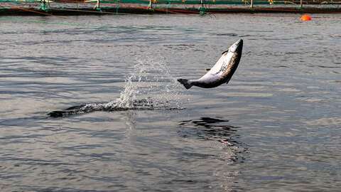 Illustrasjonsfoto: Vegard Oen Hatten / Fiskeridirektoratet