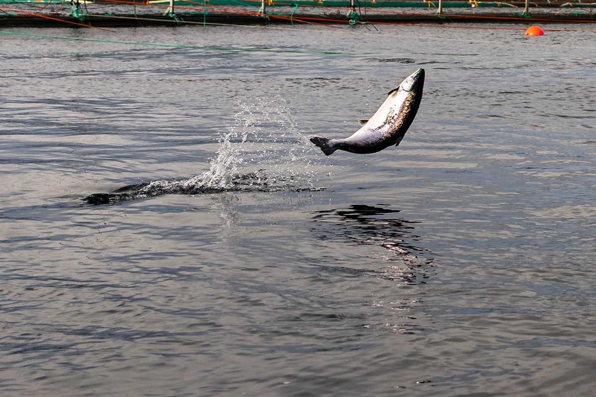 Illustrasjonsfoto: Vegard Oen Hatten / Fiskeridirektoratet