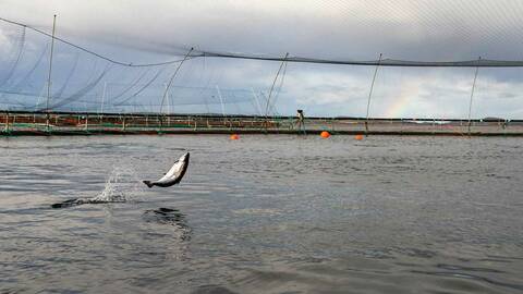 Illustrasjonsfoto: Vegard Oen Hatten / Fiskeridirektoratet