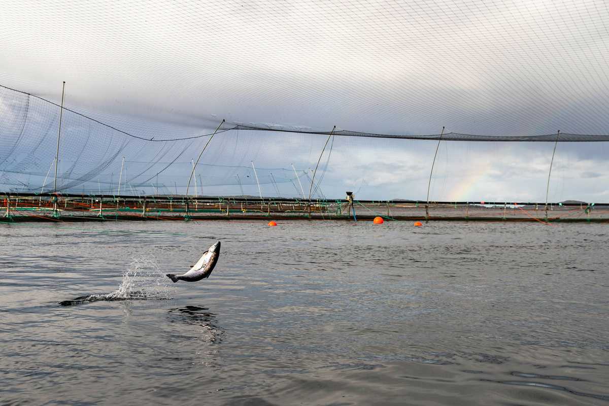 Illustrasjonsfoto: Vegard Oen Hatten / Fiskeridirektoratet