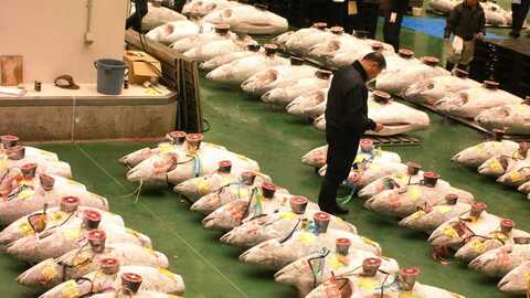 Tunfiskauksjon på fiskemarkedet Toyosu i Tokyo i Japan. Arkivfoto: Nærings- og fiskeridepartementet