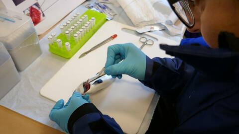 Her tar forskeren prøver av gjellene til en frisk fisk. Hos syk fisk kan amøbegjellesykdom ses som hvite slimete flekker på gjellene. Foto: Nofima