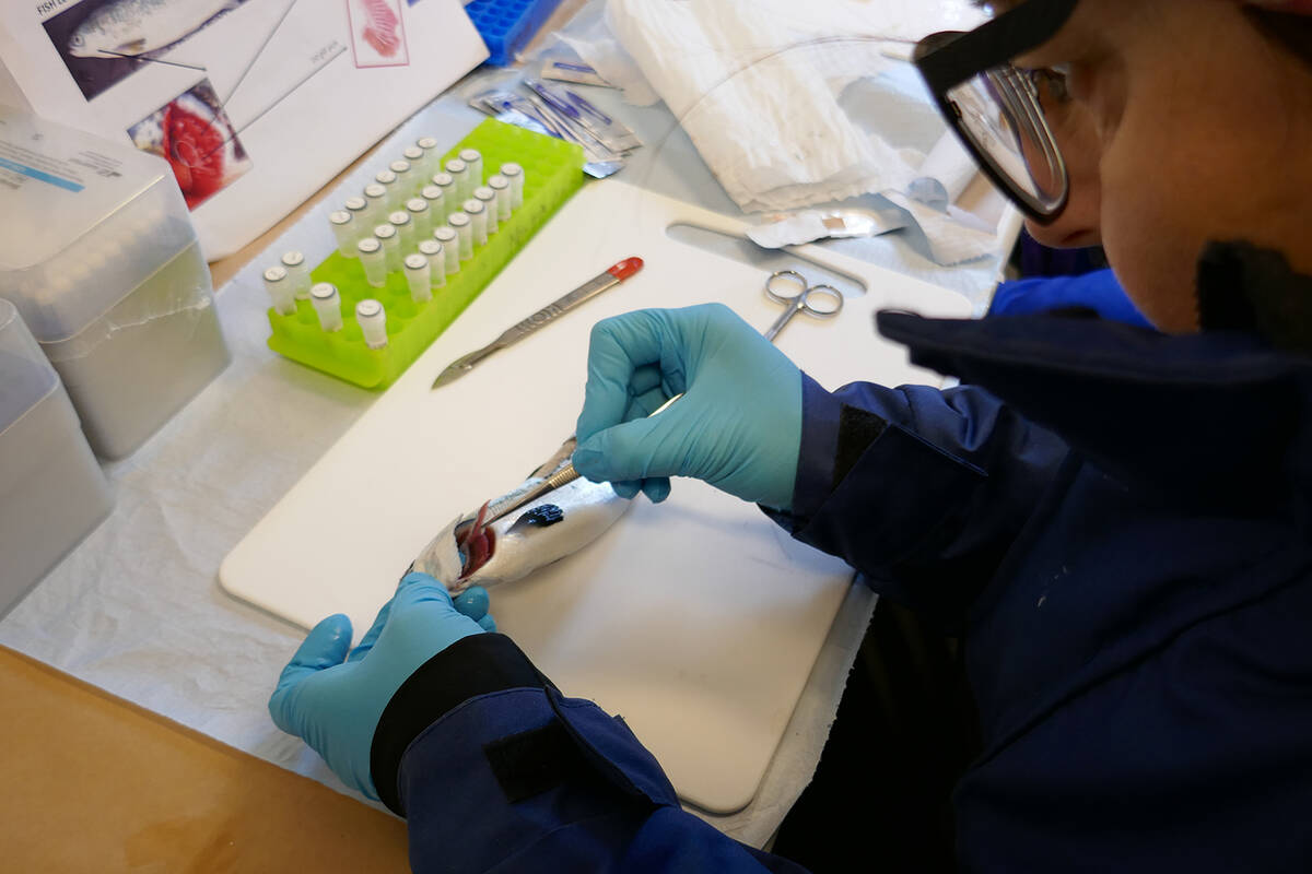 Her tar forskeren prøver av gjellene til en frisk fisk. Hos syk fisk kan amøbegjellesykdom ses som hvite slimete flekker på gjellene. Foto: Nofima