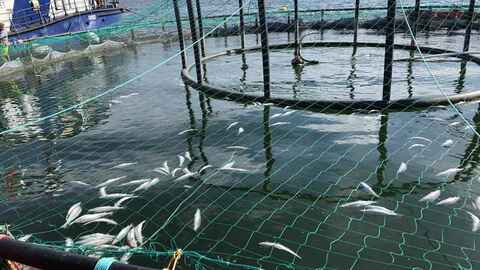 Oppdrettsfisk døde som følge av algeoppblomstringen våren 2019. Foto: NFD