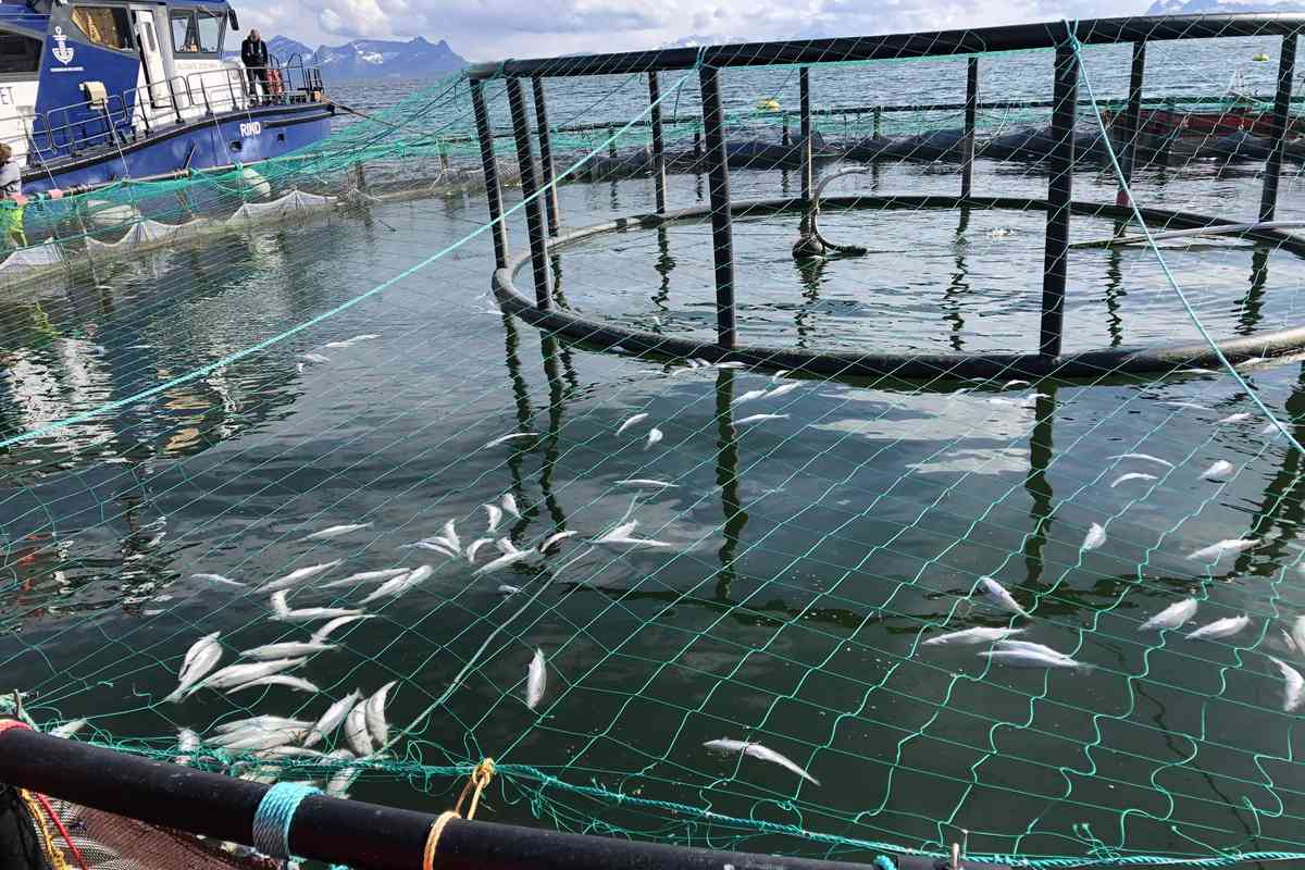 Oppdrettsfisk døde som følge av algeoppblomstringen våren 2019. Foto: NFD