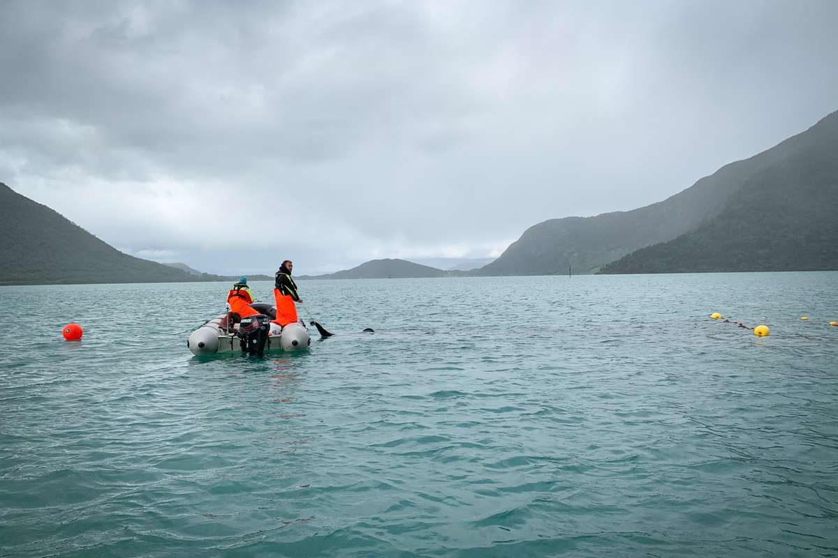 Havforskningsinstituttet utfører feltarbeid i Hardangerfjorden, her fra Rosendal. Illustrasjonsfoto: Stine Hommedal / HI