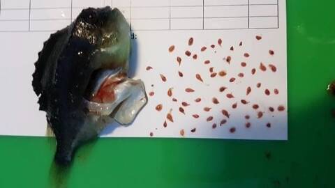 Rognkjeks og skottelus. Foto: Tonje Cecilie Urskog / Grieg Seafood Finnmark AS