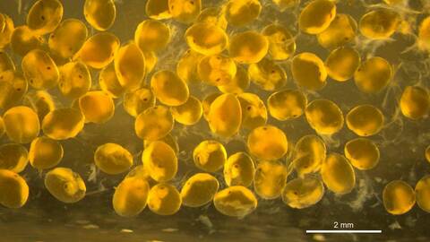 Embryoer av dypvannsreker. Foto: Akvaplan-niva