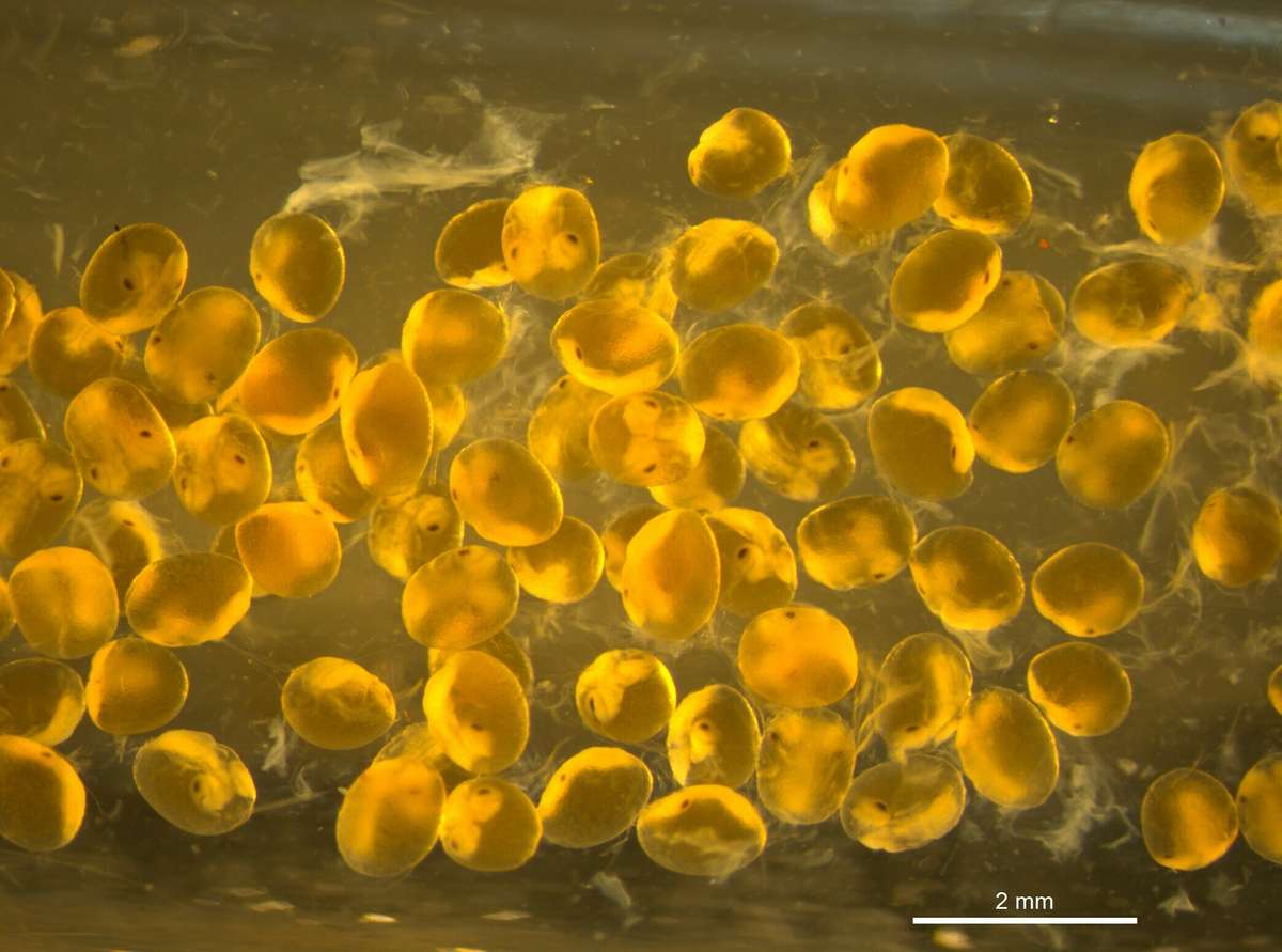 Embryoer av dypvannsreker. Foto: Akvaplan-niva