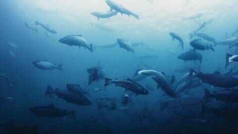 Illustrasjonsfoto: Laks i merd. Foto Mowi ASA