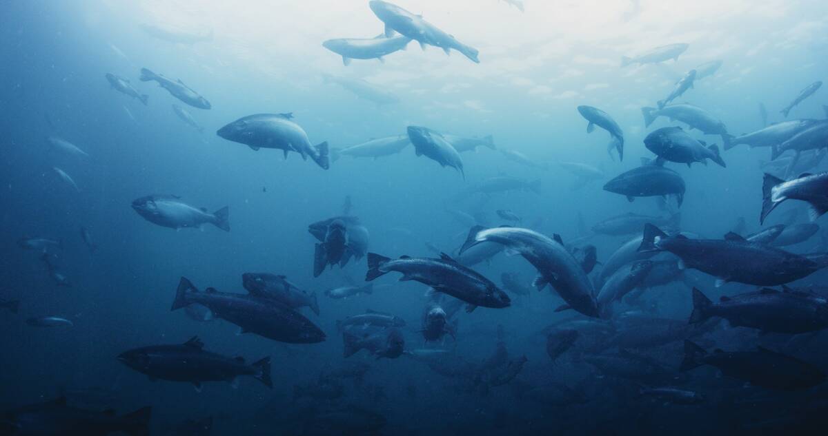 Illustrasjonsfoto: Laks i merd. Foto Mowi ASA