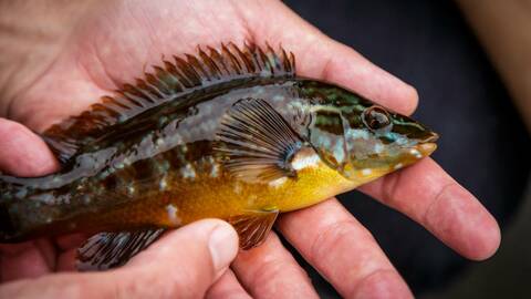 Berggylt. Foto: Erlend Astad Lorentzen / Havforskningsinstituttet