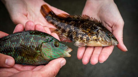Grønngylt benyttes som rensefisk i oppdrettsanlegg. Foto: Erlend A. Lorentzen / HI