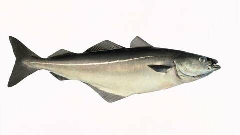 Sei. Foto: Eiliv Leren / Norwegian Seafood Council