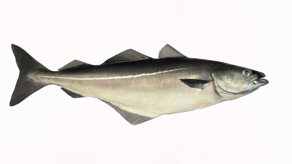 Sei. Foto: Eiliv Leren / Norwegian Seafood Council