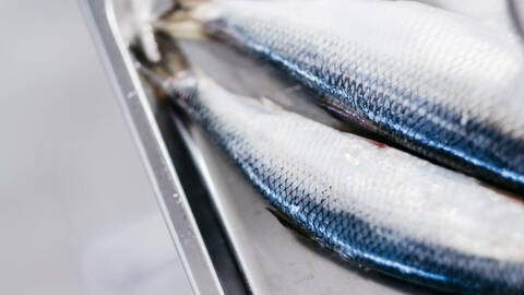 Sildeolje inneholder mye ketolinsyre, som fungerer som en omega-3-katalysator. Foto: Tommy Ellingsen / Nofima