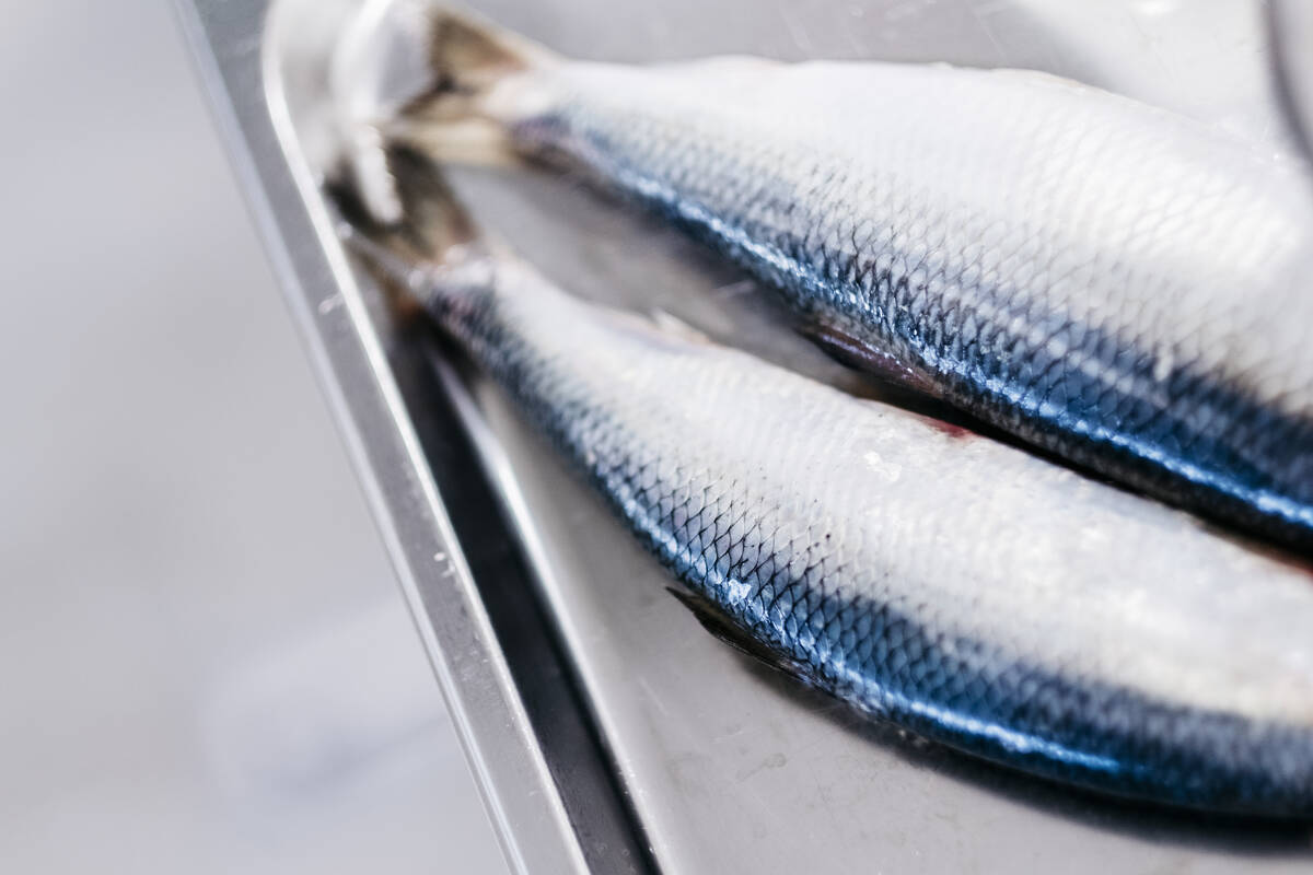 Sildeolje inneholder mye ketolinsyre, som fungerer som en omega-3-katalysator. Foto: Tommy Ellingsen / Nofima