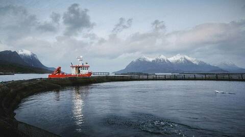 Foto: Cermaq Norway AS