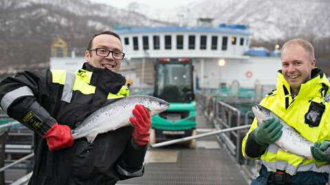 Nofima-forskerne Audun Iversen og Øystein Hermansen kan i en fersk rapport om konkurranseevnen for norsk laks, slå fast at norske oppdrettere fortsatt er blant de mest effektive i verden. Foto: Jon-Are Berg-Jacobsen / Nofima 