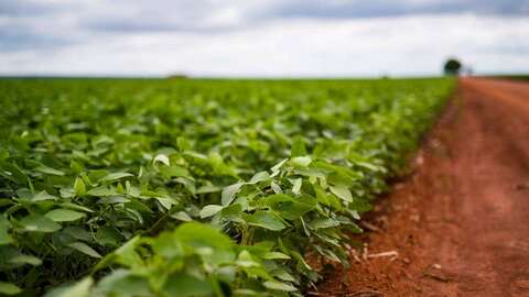 En ny rapport viser 70 prosent mindre CO2-utslipp fra en brasiliansk soya-leverandør, og de sier dette kan gi nytt tallgrunnlag for dem som beregner fotavtrykket på norsk laks. Foto: Leif Kjetil Skjæveland / Skretting