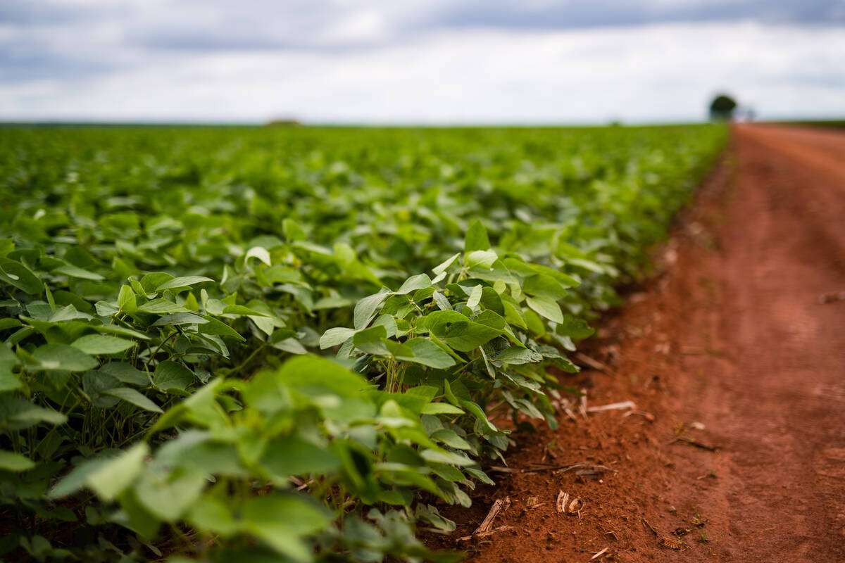 En ny rapport viser 70 prosent mindre CO2-utslipp fra en brasiliansk soya-leverandør, og de sier dette kan gi nytt tallgrunnlag for dem som beregner fotavtrykket på norsk laks. Foto: Leif Kjetil Skjæveland / Skretting