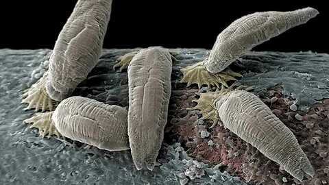 Lakseparasitten Gyrodactylus salaris sett gjennom elektronmikroskop. Det gule partiet viser munnpartiet som er utstyrt med kroker som parasitten hekter seg fast på fisken med. Fotoet er påført noe farge i ettertid. Foto: Jannicke Wiik-Nielsen / Veterinærinstituttet