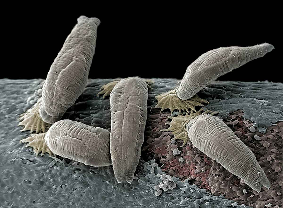 Lakseparasitten Gyrodactylus salaris sett gjennom elektronmikroskop. Det gule partiet viser munnpartiet som er utstyrt med kroker som parasitten hekter seg fast på fisken med. Fotoet er påført noe farge i ettertid. Foto: Jannicke Wiik-Nielsen / Veterinærinstituttet