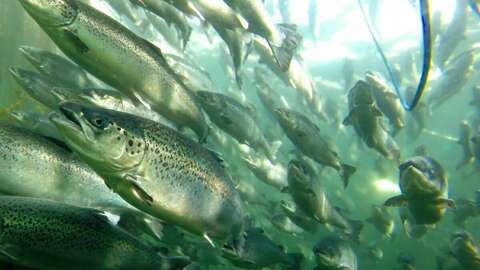 Laks i oppdrettsmerd. Foto: Frode Oppedal / Havforskningsinstituttet