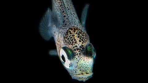 Torskelarve. Foto Fredrik Jutfelt / NTNU