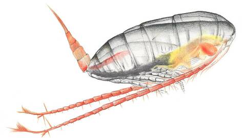 Nå introduserer Skretting raudåte i norsk fôr etter at de i lengre tid har sett på den nye råvaren og testet den i samarbeid med det norske selskapet Calanus AS. Illustrasjon: Laura Hidalgo Lopez / Skretting