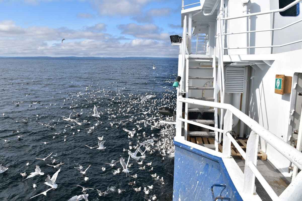 Foto: Odd Kristian Dahle / Fiskebåt