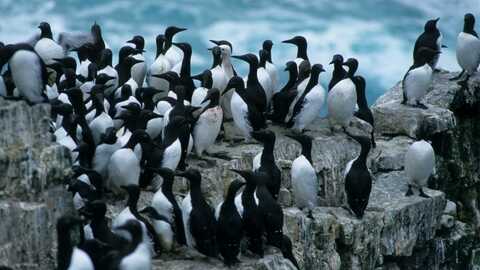 Koloni med polarlomvi. Det nordlige Barentshavet er det biologisk rikeste og mest produktive havområdet i Arktis. Klimaendringene gjør at iskantsonen og artene som finnes der, blir mer sårbare for ytre påvirkning. Foto: Norsk Polarinstitutt