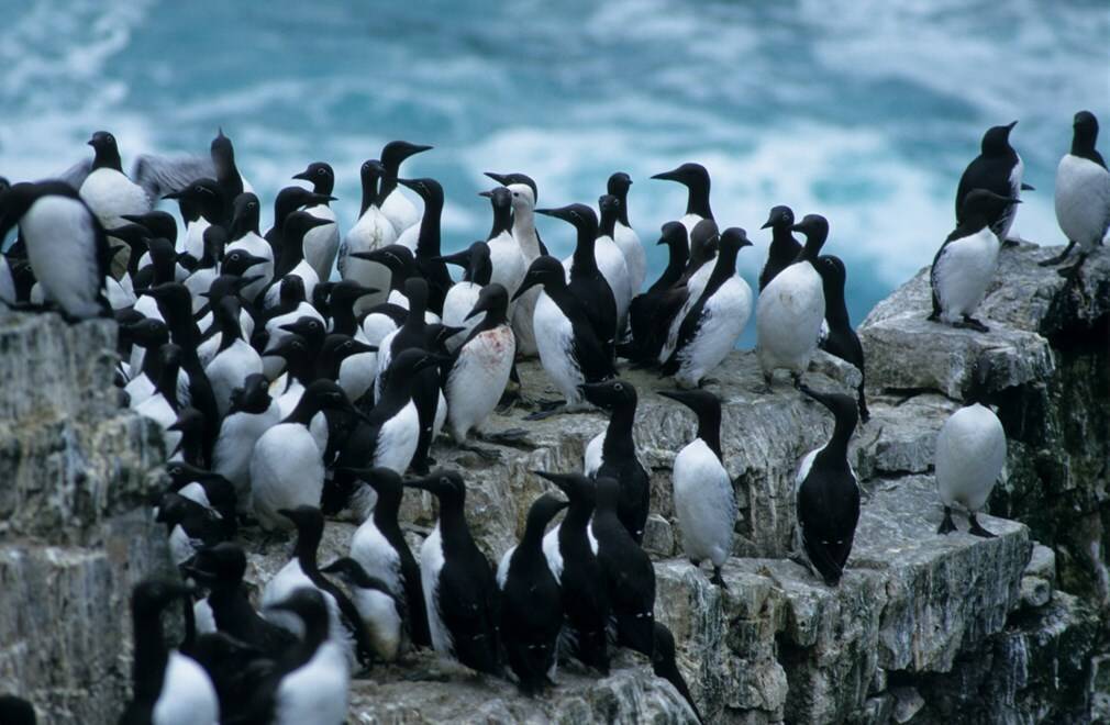 Koloni med polarlomvi. Det nordlige Barentshavet er det biologisk rikeste og mest produktive havområdet i Arktis. Klimaendringene gjør at iskantsonen og artene som finnes der, blir mer sårbare for ytre påvirkning. Foto: Norsk Polarinstitutt