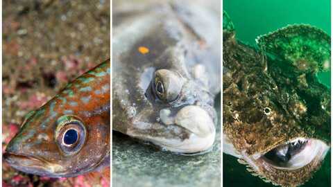 Foto: Erling Svensen (lyr og breiflabb) og Eivind Senneset (raudspette) / Havforskingsinstituttet