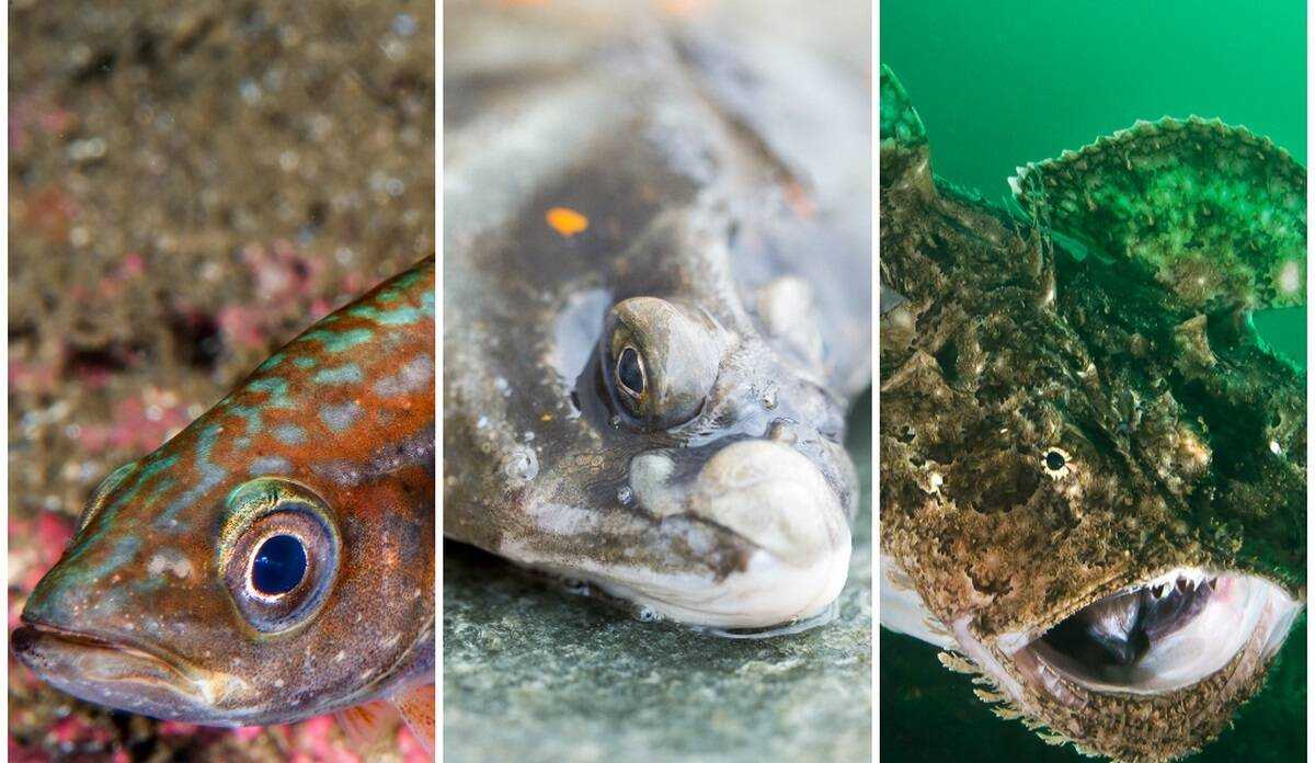 Foto: Erling Svensen (lyr og breiflabb) og Eivind Senneset (raudspette) / Havforskingsinstituttet