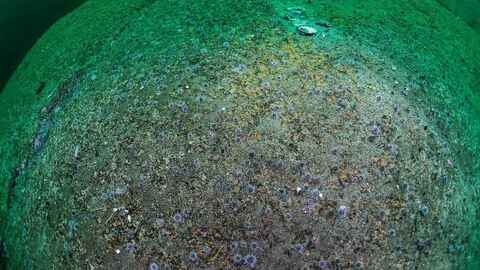 Kråkeboller har her rensket havbunnen for tare. Foto: Erling Svensen / Havforskningsinstituttet