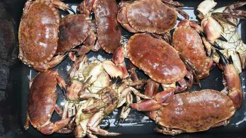 Taskekrabber. Foto: Fiskeridirektoratet