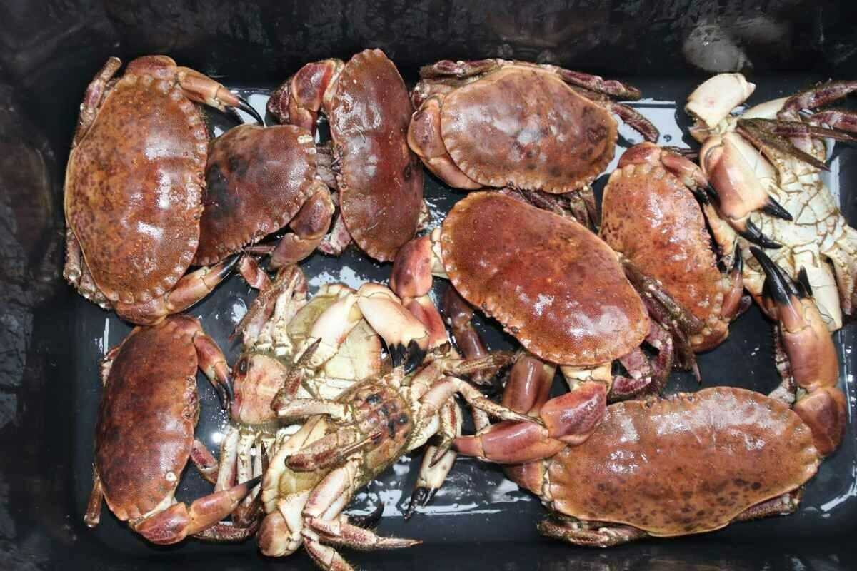 Taskekrabber. Foto: Fiskeridirektoratet