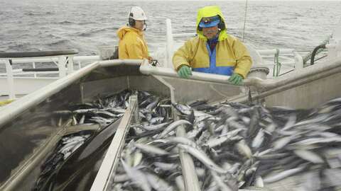 Pumping av makrell om bord i et fiskefartøy. Illustrasjonsfoto: Tone Lise Asphol / Fiskebåt