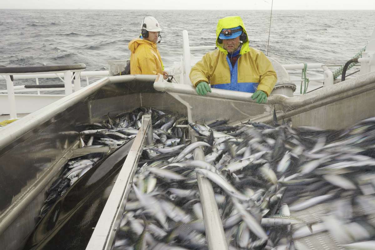 Pumping av makrell om bord i et fiskefartøy. Illustrasjonsfoto: Tone Lise Asphol / Fiskebåt