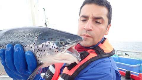 Forsker Angelico Madaro studerer en triploid laks med kjevedeformitet. Laksen har blitt tatt opp av merden, bedøvet og undersøkt for deformiteter, sår og skader som del av den utvidete velferdsovervåkingen i prosjektet. Foto: Havforskningsinstituttet