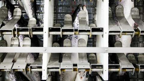 En elektrobedøver for slaktefisk. Illustrasjonsfoto: Adrian Nielsen / Norwegian Seafood Council