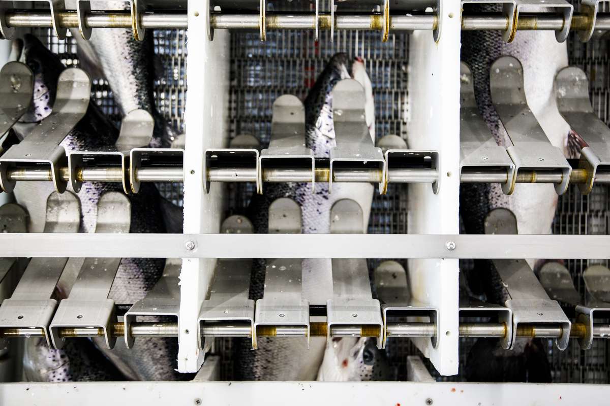 En elektrobedøver for slaktefisk. Illustrasjonsfoto: Adrian Nielsen / Norwegian Seafood Council