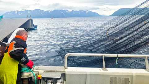 Denne sommeren gjennomførte forskere og fiskere forsøksfiske etter pukkellaks i flere områder utenfor Finnmark. Målet var å fange pukkellaks i havet uten at utrydningstruede arter som atlantisk laks, røye og sjøørret ble skadet. Foto: Møreforskning