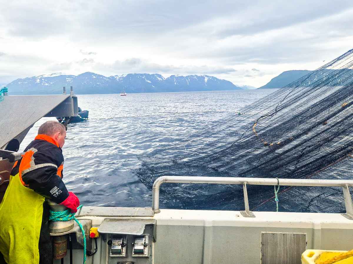 Denne sommeren gjennomførte forskere og fiskere forsøksfiske etter pukkellaks i flere områder utenfor Finnmark. Målet var å fange pukkellaks i havet uten at utrydningstruede arter som atlantisk laks, røye og sjøørret ble skadet. Foto: Møreforskning