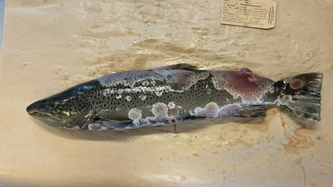 Bildet viser sjøørret med saprolegniose. Det sees blødninger under saprolegniainfeksjonen. Foto: Åse Helen Garseth / Veterinærinstituttet