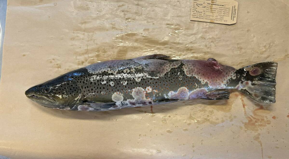 Bildet viser sjøørret med saprolegniose. Det sees blødninger under saprolegniainfeksjonen. Foto: Åse Helen Garseth / Veterinærinstituttet