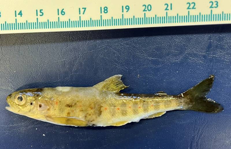 Det ble registrert dødelighet hos ungfisk av laks og ørret i Sokna. Her en parr med saprolegniose og vorte. Vorter gjør parren mer mottakelig for saprolegniainfeksjon. I tillegg ble det registrert infestasjon med Gyrodactylus derjavinoides, særlig hos ungfisk av sjøørret. Foto: Åse Helen Garseth / Veterinærinstituttet